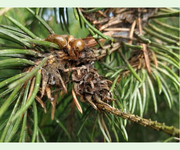 Sacchiphantes viridis