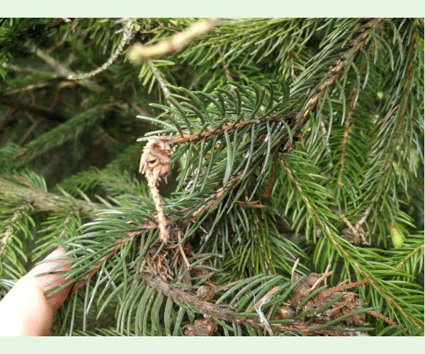 Sacchiphantes viridis