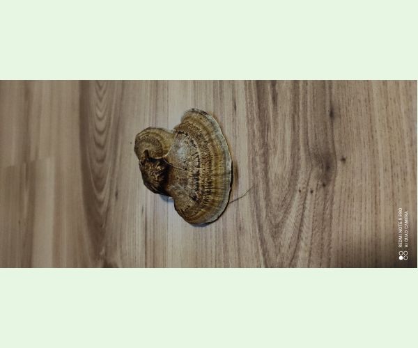 Daedaleopsis confragosa