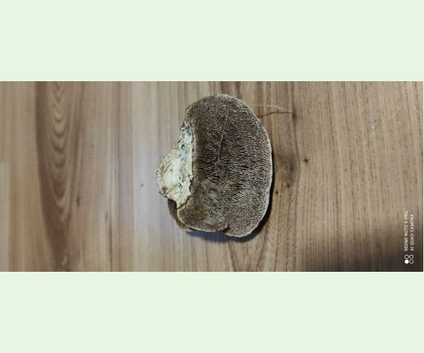 Daedaleopsis confragosa