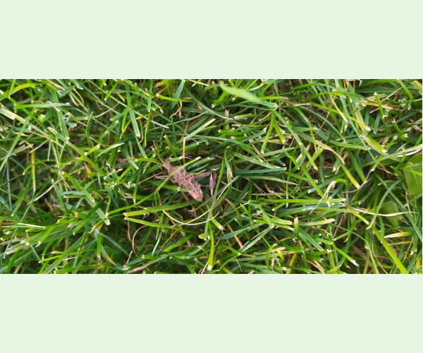 Leptoglossus occidentalis