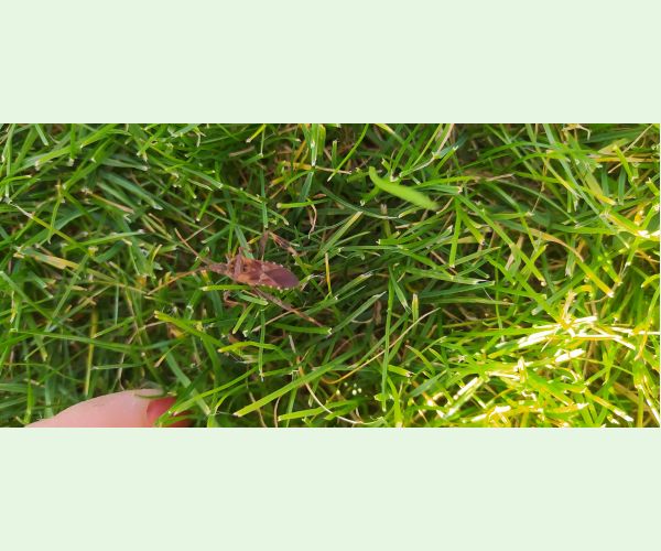 Leptoglossus occidentalis