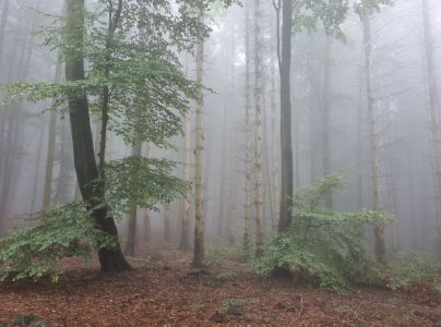 Lykožrút smrekový