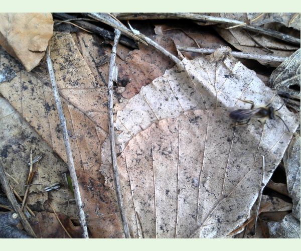 A - nejednoznačne určený, nie sme si istí