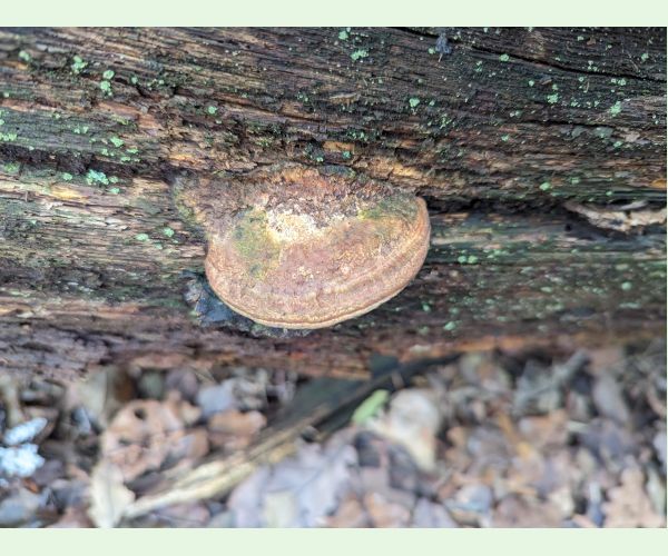 Daedalea quercina