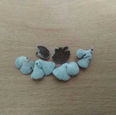 Schizophyllum commune