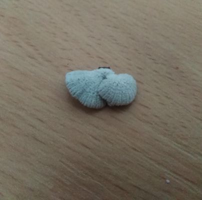 Schizophyllum commune