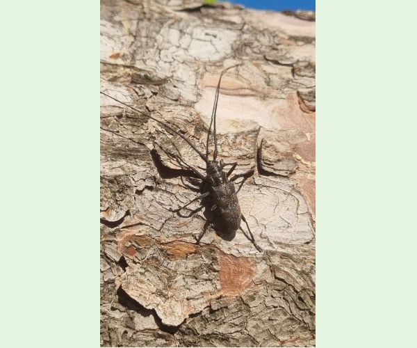 Monochamus galloprovincialis