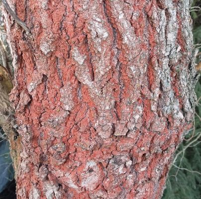 A - nie je v databáze