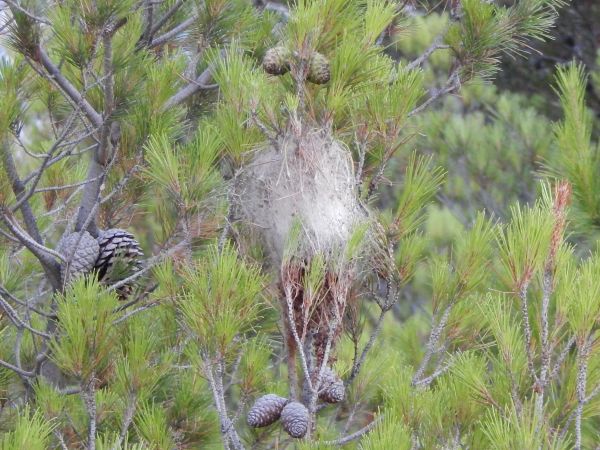 Pine processionary moth