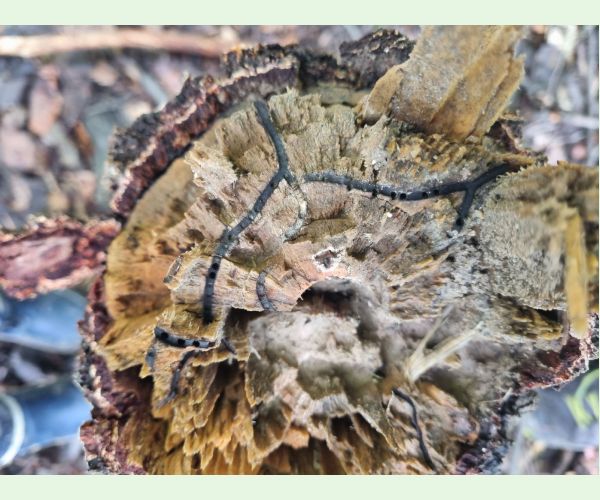 Trypodendron domesticum