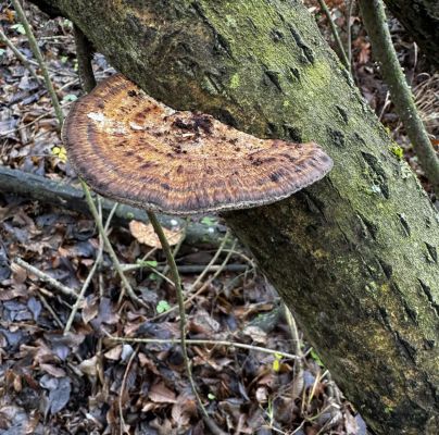 Daedaleopsis confragosa