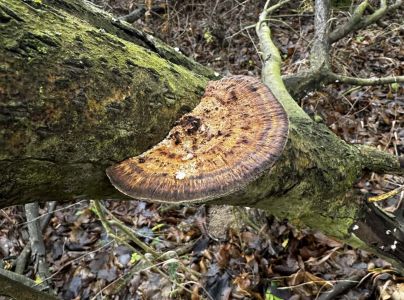 Sieťkovček červenkastý