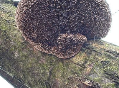 Sieťkovček červenkastý