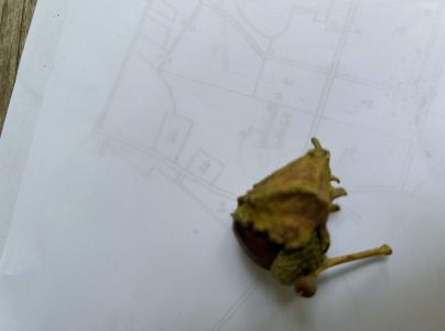 Hrčiarka kalichová