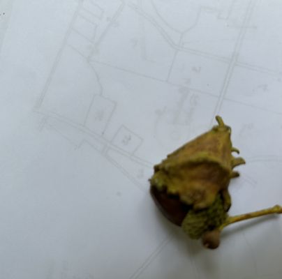 Andricus quercuscalicis