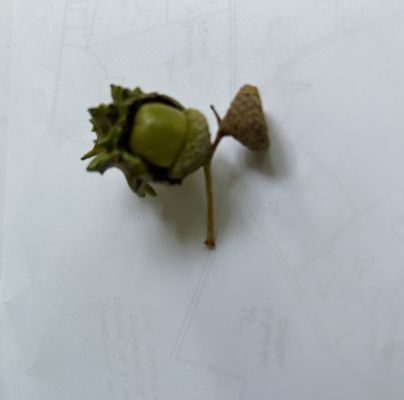 Andricus quercuscalicis