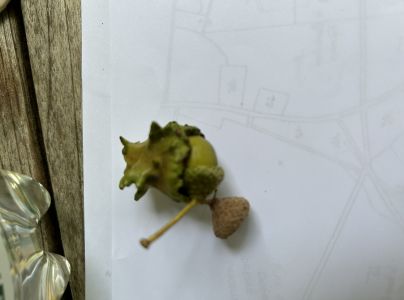 Hrčiarka kalichová