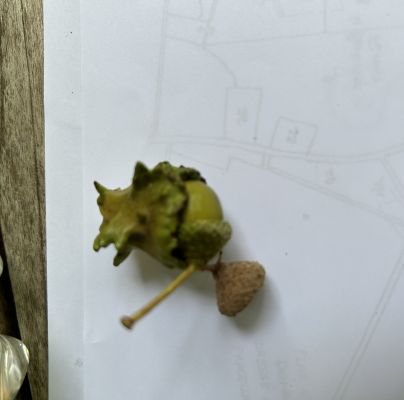 Andricus quercuscalicis