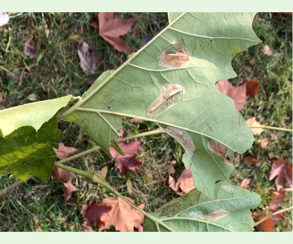 Phyllonorycter platani