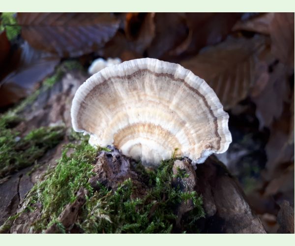 Trametes hirsuta