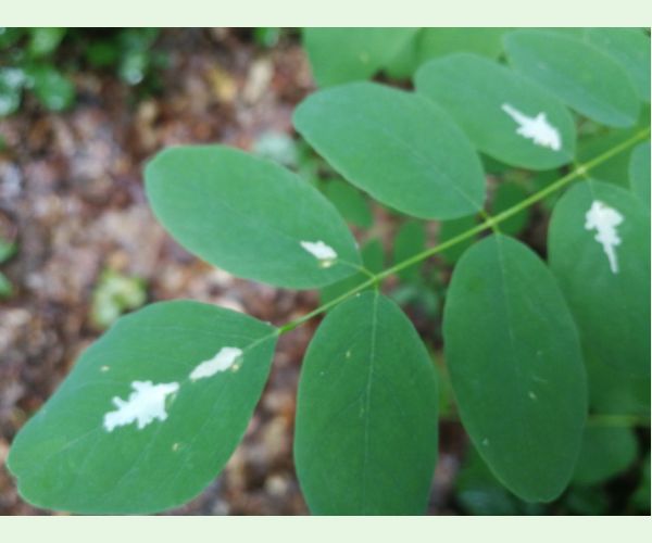 Parectopa robiniella