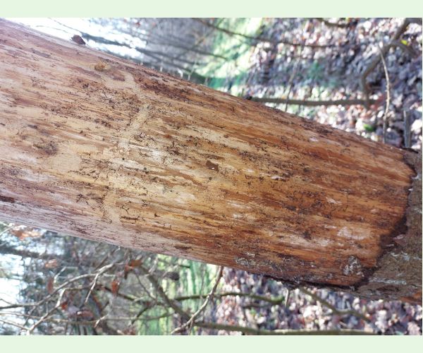 Polygraphus poligraphus