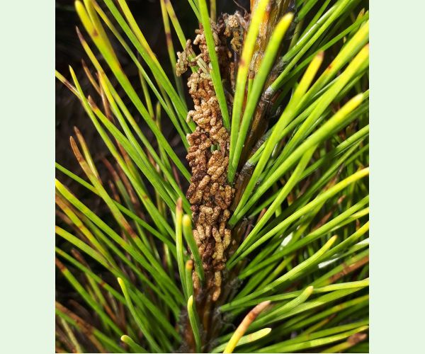 Acantholyda hieroglyphica