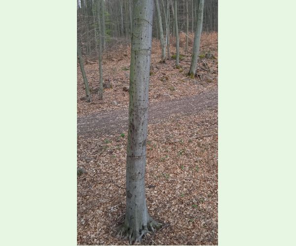 Taphrorychus bicolor