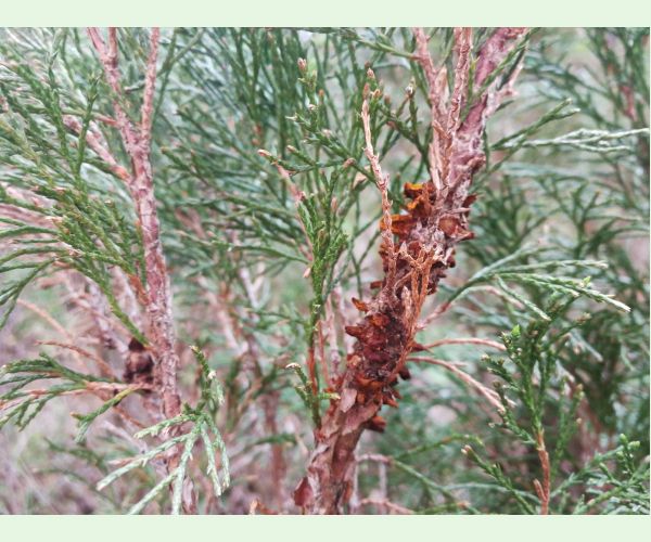 Gymnosporangium sabinae