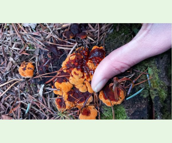 Gloeophyllum sepiarium