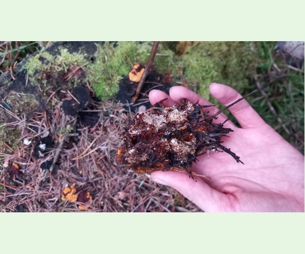 Gloeophyllum sepiarium