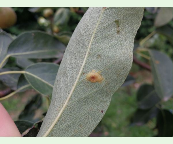 Gymnosporangium sabinae