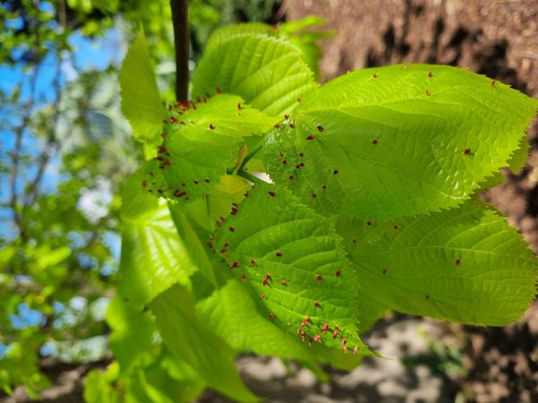 Gall mite Eriophyes tiliae