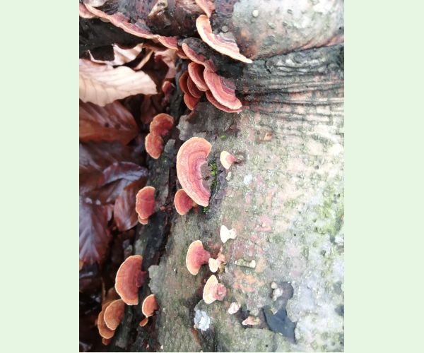 Pycnoporus cinnabarinus