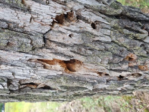 Great capricorn beetle