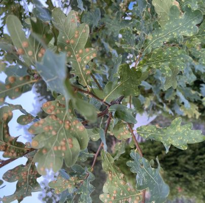 Neuroterus quercusbaccarum