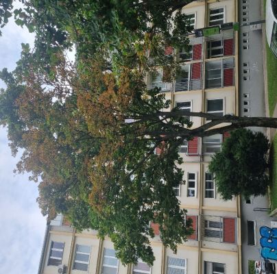 Heat, drought and bark burn