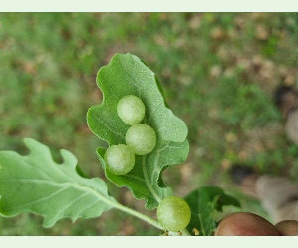 Neuroterus quercusbaccarum