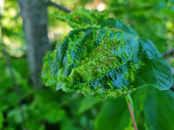 Gall mite Aceria cephalonea