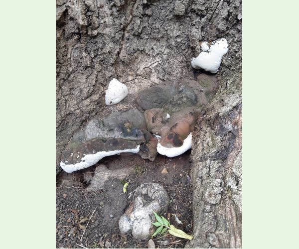 Ganoderma applanatum (= lipsiense)