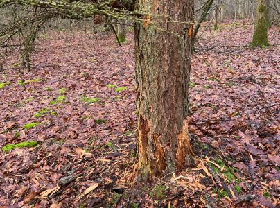 A - Ambiguously determined, we are not sure