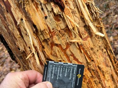 A - Ambiguously determined, we are not sure