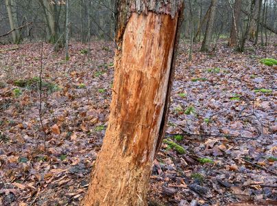 A - Ambiguously determined, we are not sure