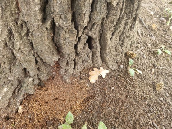 Great capricorn beetle