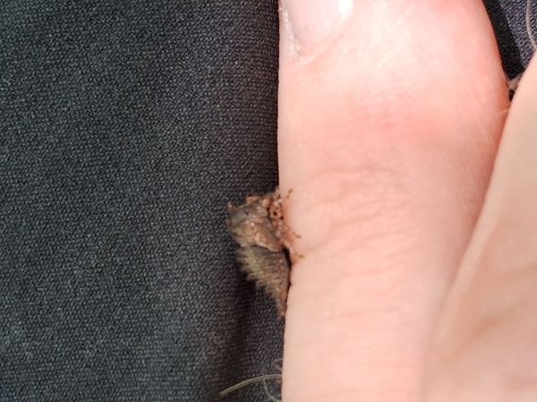 A - This species is not in the database yet