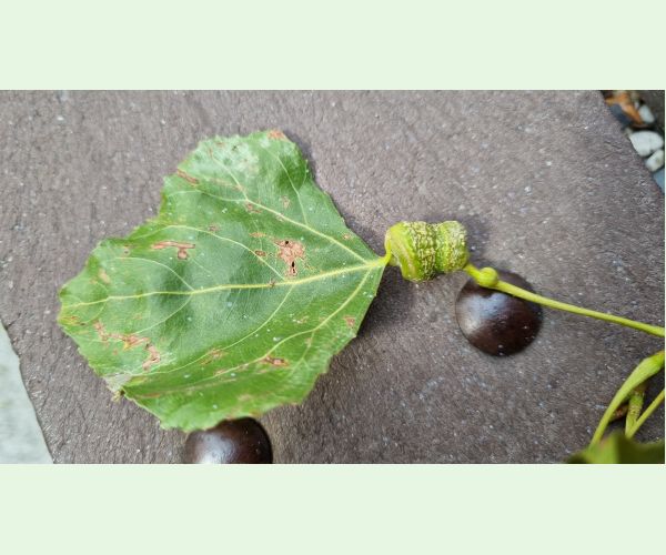 Pemphigus spyrothecae