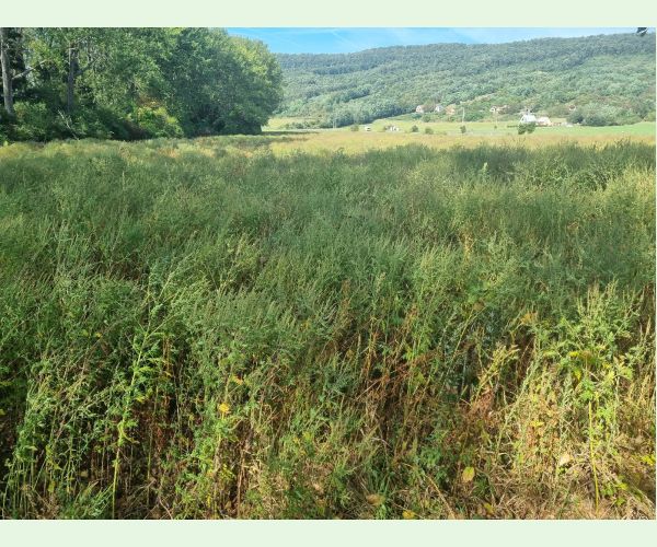 Ambrosia artemisiifolia