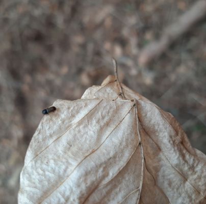 Trypodendron domesticum