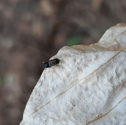 Trypodendron domesticum